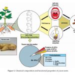 Chemical Composition and Functional Properties of Yacon Roots