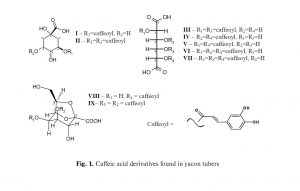 Caffeic Acid Derivatives Found in Yacon Tubers