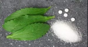 甜叶菊