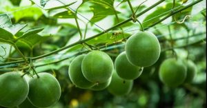 罗汉果
