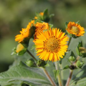 yacon-flowers