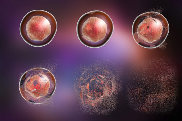 apoptosis